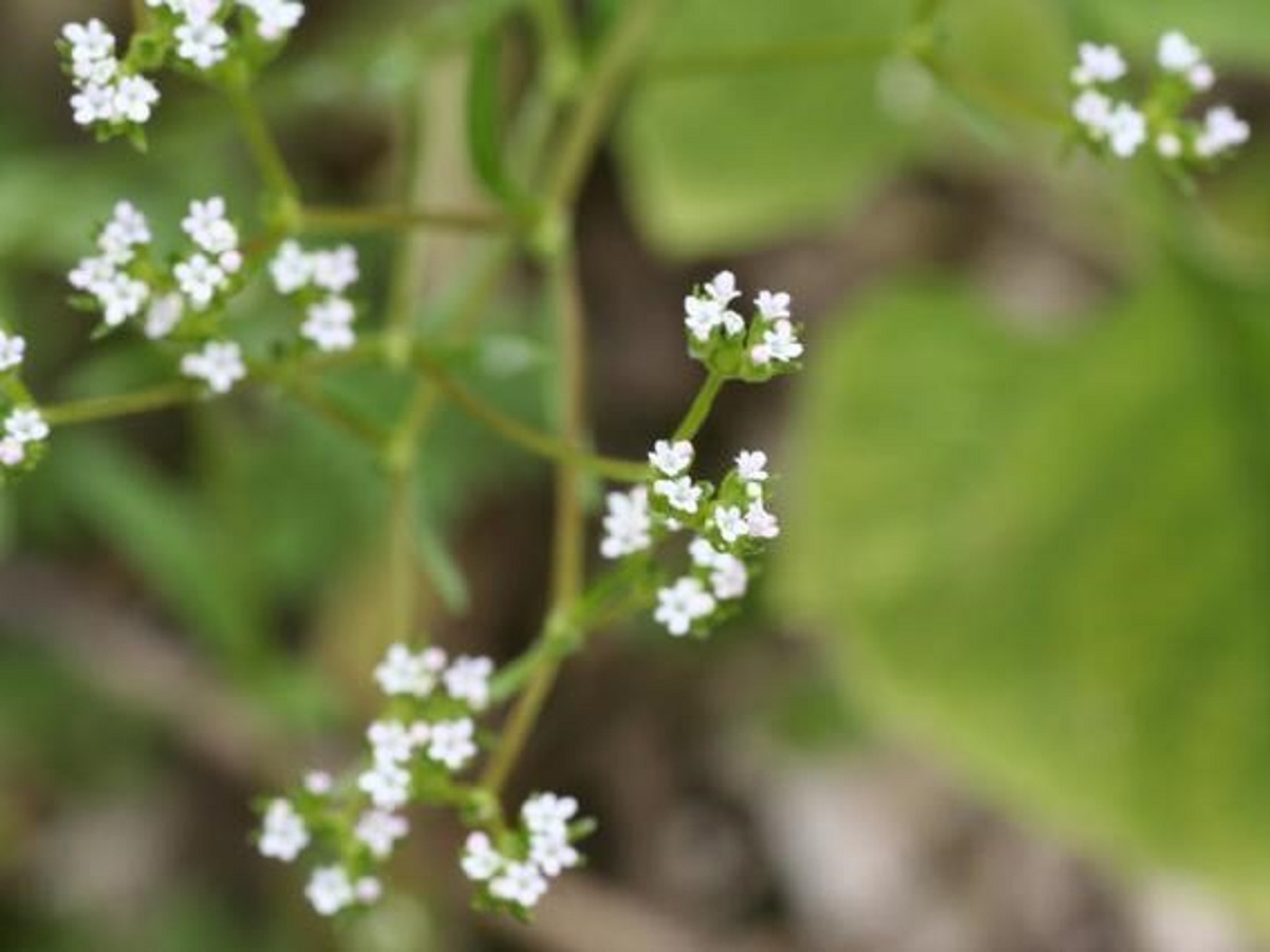 Valerianella dentata (Caprifoliaceae)